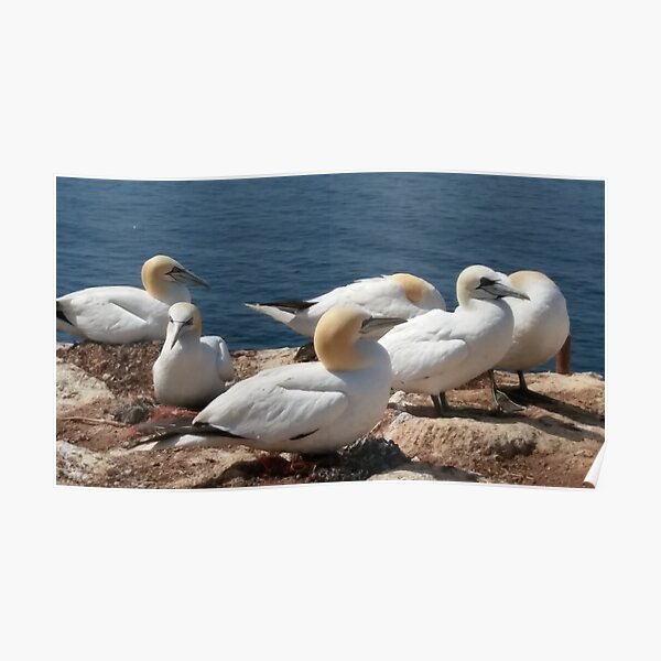 Gannets Poster