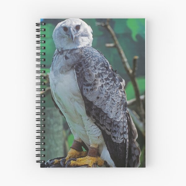 Item preview, Harpy Eagle designed and sold by Rick Montgomery.