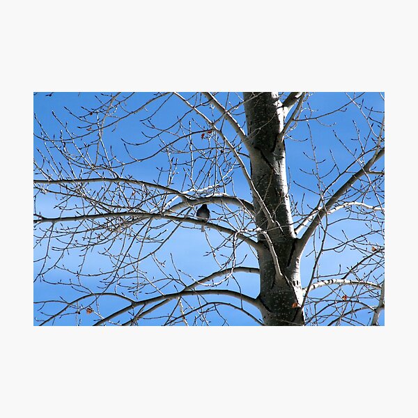 birdie in the Aspen Photographic Print