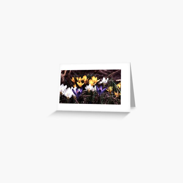 Untitled Greeting Card