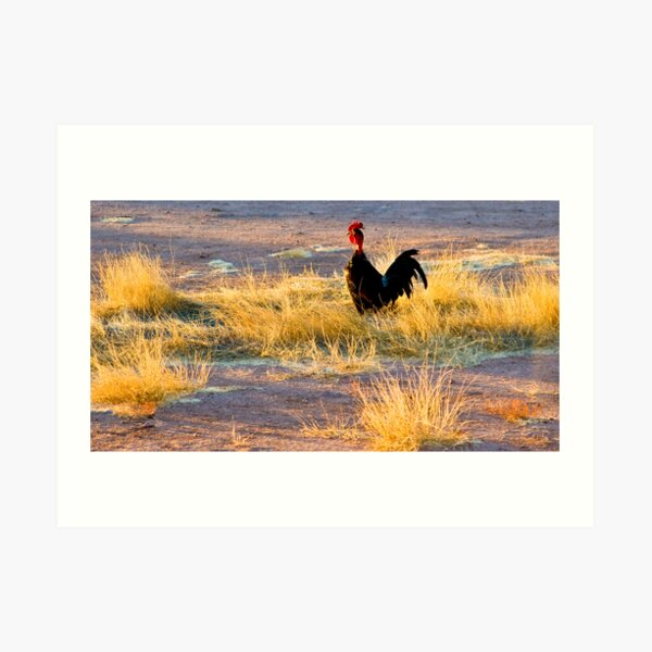 rooster of Mexico Art Print