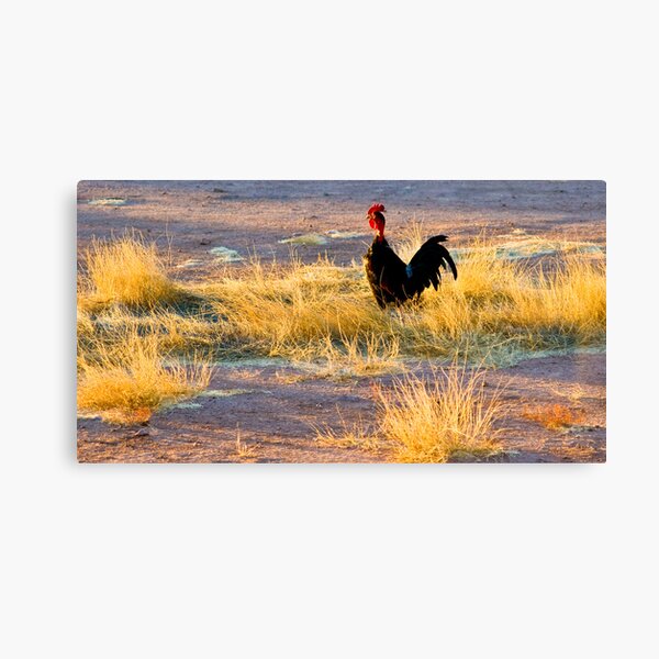 rooster of Mexico Canvas Print
