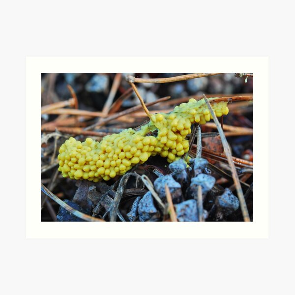 Eggshell slime mould Art Print