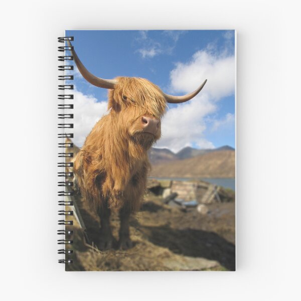 Artikelvorschau, Hairy Cows, Scottish Highlands entworfen und verkauft von Anthony Milnes.