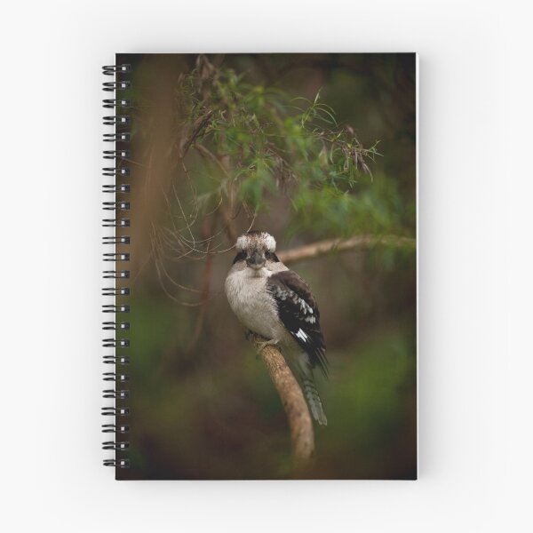 Item preview, Kookaburra, Mount Dandenong designed and sold by Anthony Milnes.