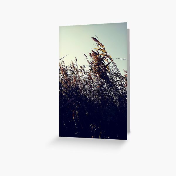 #winter #nature #snow #frost #outdoors #icee #cold #wood #season #bird #tree #frozen #dry #garden #grass #weather #horizontal #colorimage #nopeople #closeup #plant #day #animal Greeting Card