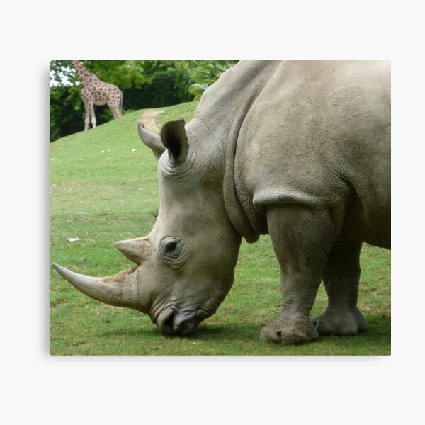 Rhinocéros Impression sur toile