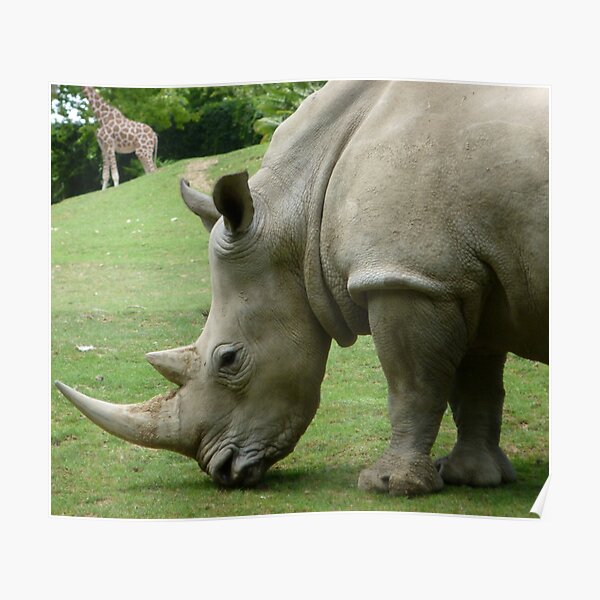 Rhinocéros Poster