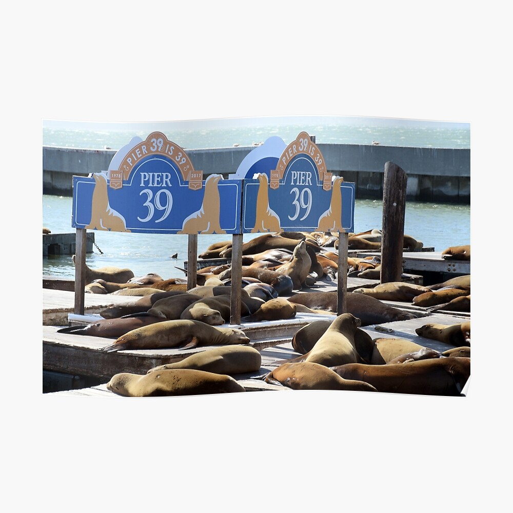 Premium Photo  Sea lions in pier 39, san francisco, state of california