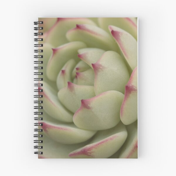 Item preview, Echeveria derenbergii designed and sold by Etwin.