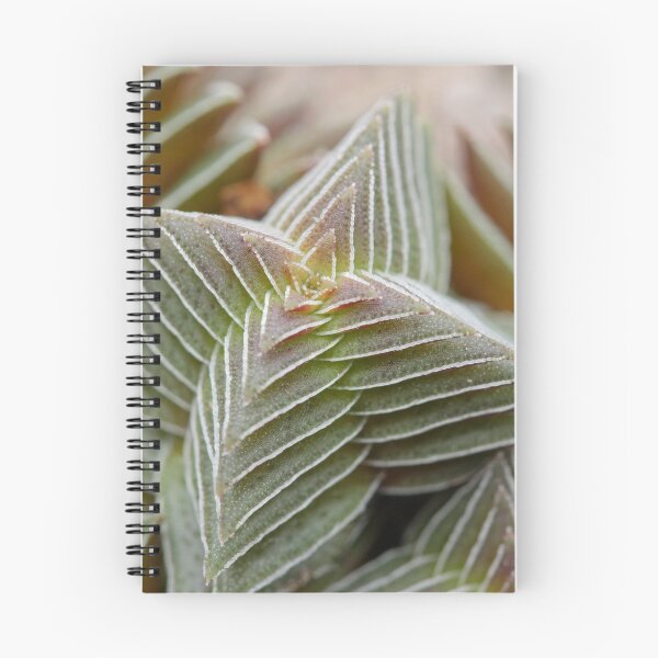 Item preview, Crassula "Pagoda Village" designed and sold by Etwin.