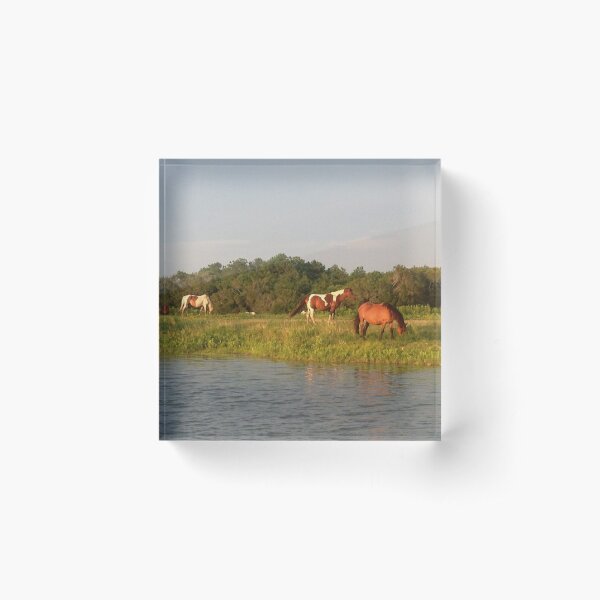 Chincoteague Ponies Acrylic Block