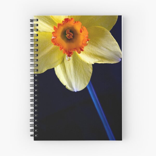 Artikelvorschau, Daffodil Drops entworfen und verkauft von Mary Broome.