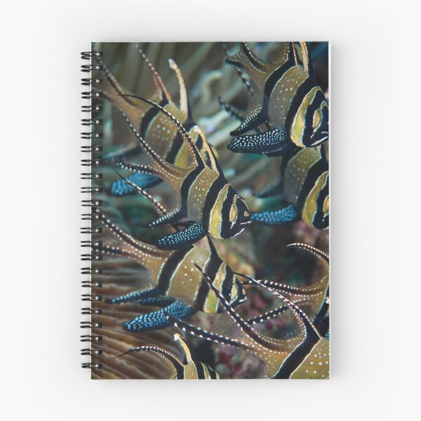 Item preview, Banggai cardinalfish - Lembeh Straits designed and sold by Stephen Colquitt.