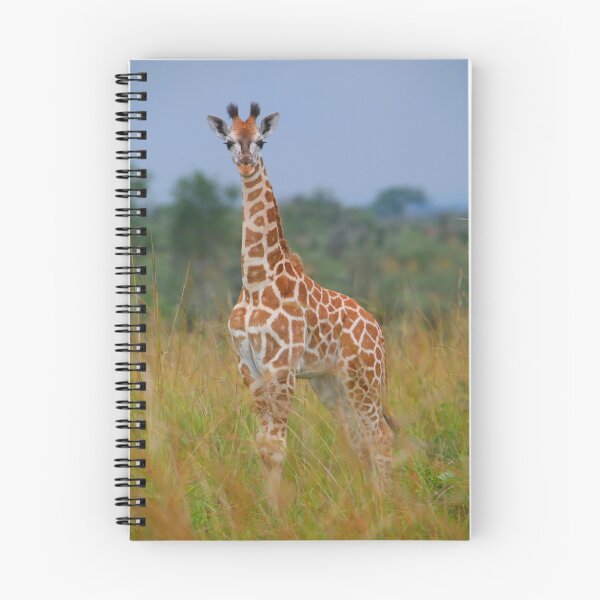Item preview, Young Giraffe On Alert designed and sold by naturalnomad.