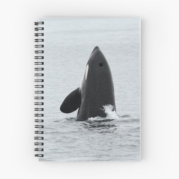 Item preview, Spyhopping Orca designed and sold by Gina Ruttle  (Whalegeek).