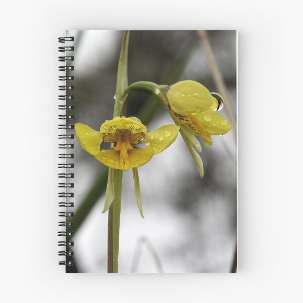 Item preview, Golden Moth  (Diuris chryseopsis) designed and sold by Cindy McDonald.
