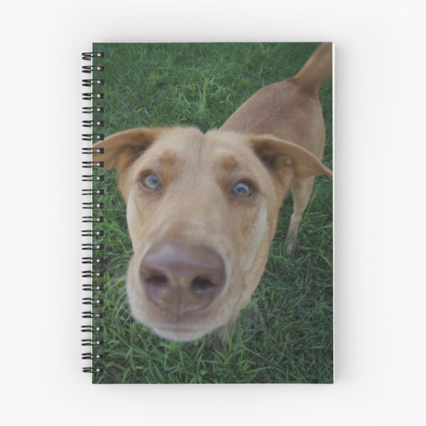 Item preview, Cinnamon trying to sniff the camera designed and sold by agenttomcat.