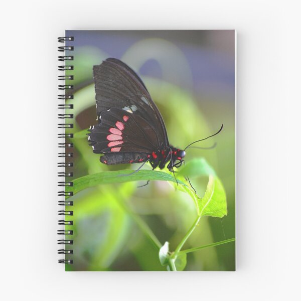 Item preview, Cattleheart Butterfly designed and sold by Declan Carr.