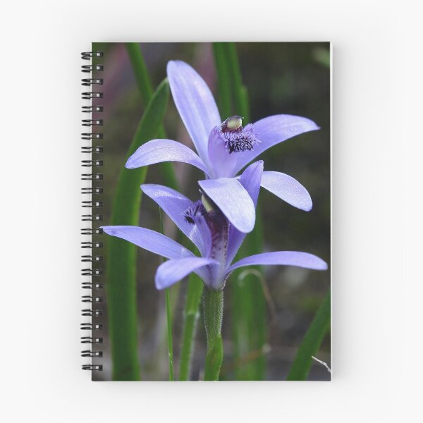 Item preview, Blue Fairies,   "Bluebeard" Caledenia Deformis designed and sold by Cindy McDonald.