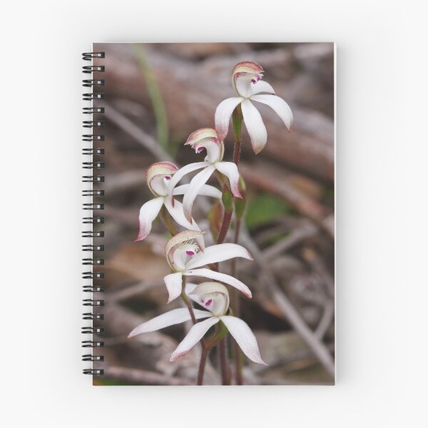 Artikelvorschau, Frühes Caladenia - Stegostyla praecox entworfen und verkauft von Paul Piko.