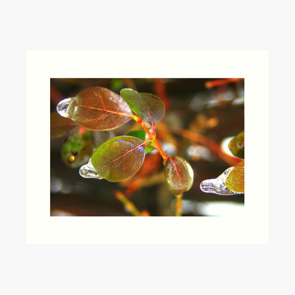 Leaves Glazed in Ice * Art Print