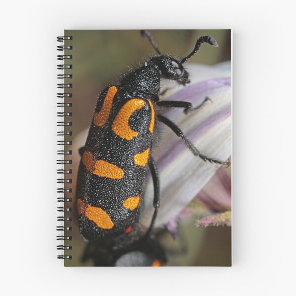 Item preview, Yellow Blister Beetle designed and sold by Etwin.