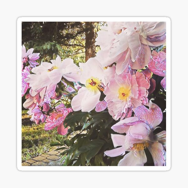 Peony Bliss Sticker