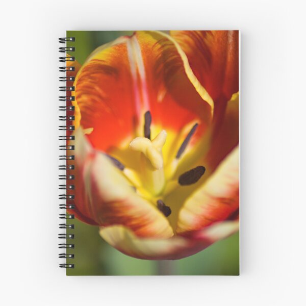 Artikelvorschau, Red N Yellow Tulip entworfen und verkauft von crystalventerseye.