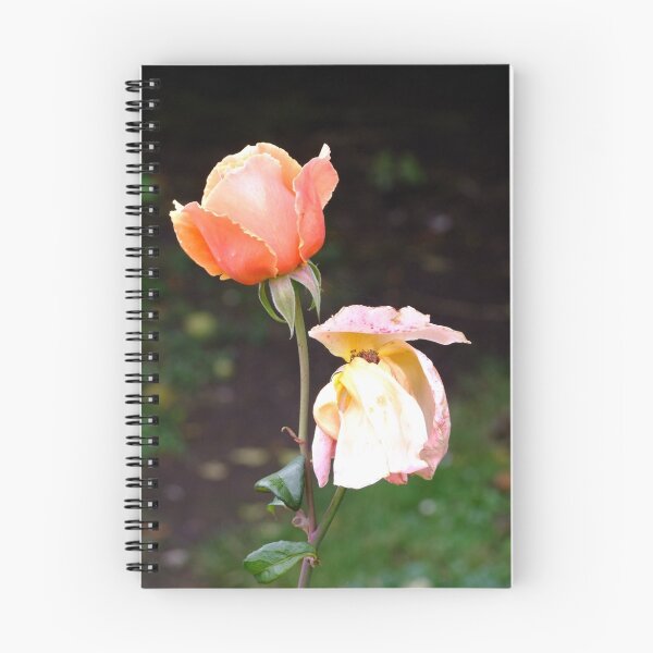 Item preview, Last rose of summer designed and sold by mikeloughlin.