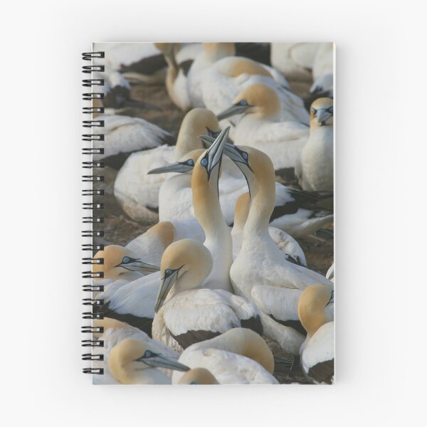 Item preview, Cape Gannets designed and sold by naturalnomad.