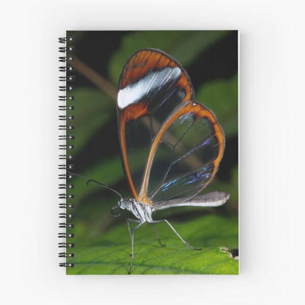 Item preview, Glass wing butterfly designed and sold by Etwin.