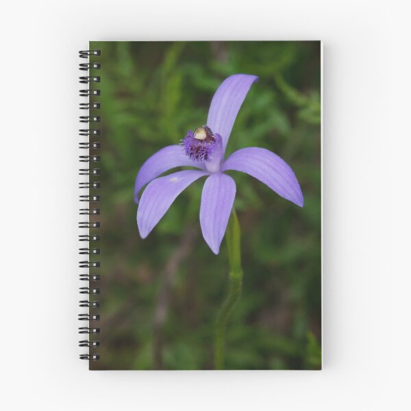 Item preview, Bluebeard Caladenia - Pheladenia deformis designed and sold by Paul Piko.