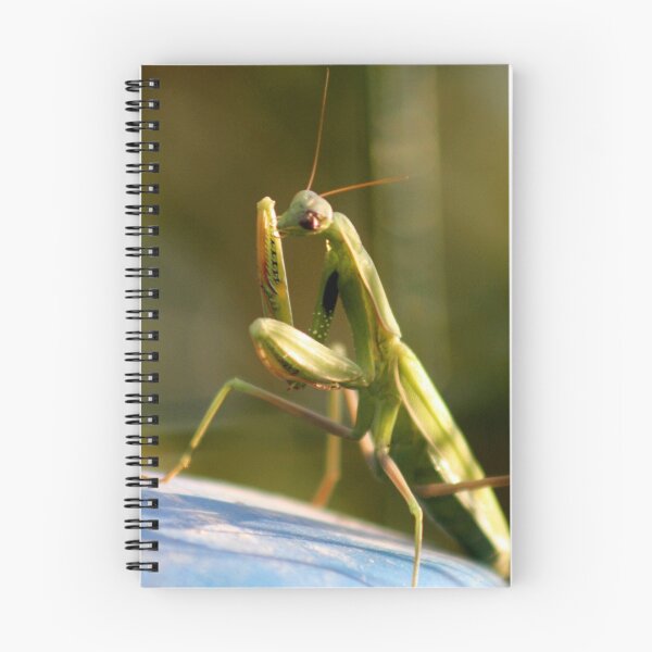 Item preview, Praying Mantid (Sphodromantis viridis) designed and sold by Sabine Jacobsen [SJArt].