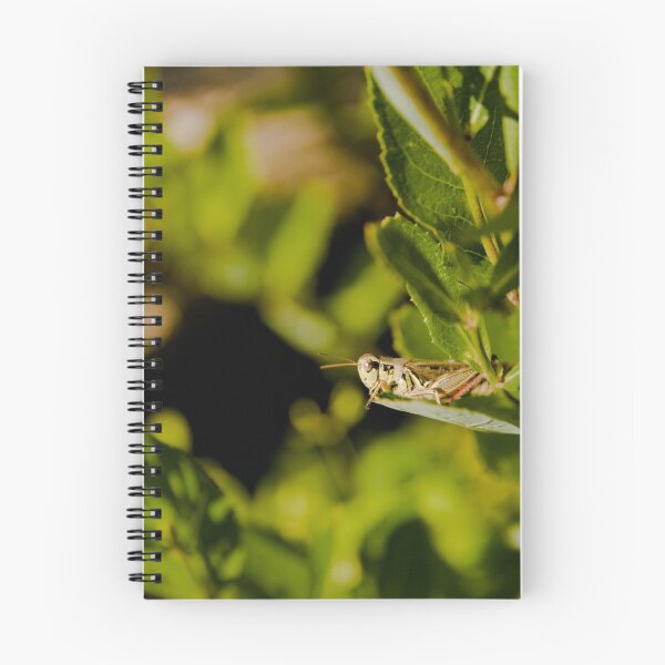 Artikelvorschau, Grasshopper entworfen und verkauft von Sean McConnery.