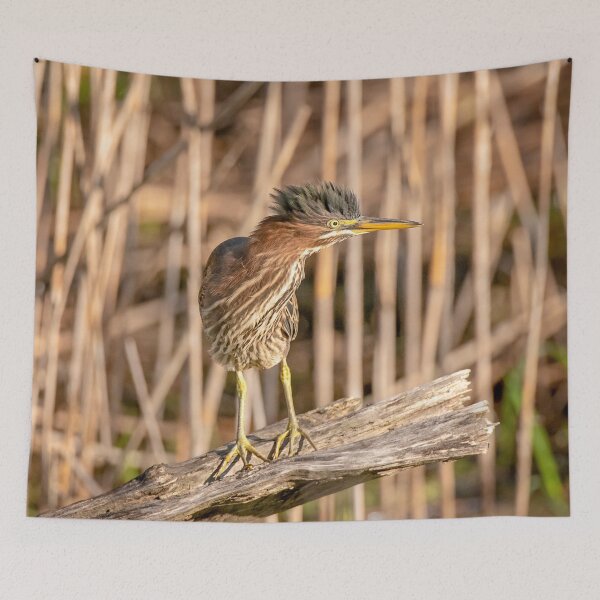 Item preview, Green Heron designed and sold by Patty Doublet Photography.