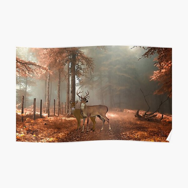 Male and Female Whitetail Deer Poster