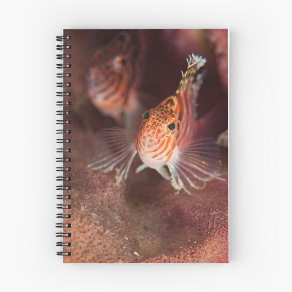 Item preview, Hawkfish pair - Lembeh Straits designed and sold by Stephen Colquitt.