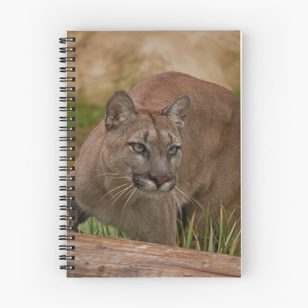 Item preview, Viktoria, a puma hunting. designed and sold by JMChown.