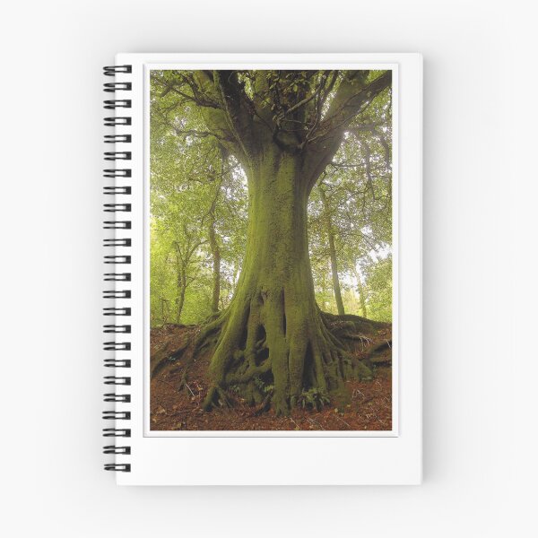 Item preview, Beech, Hembury Fort, East Devon designed and sold by Mike  Waldron.