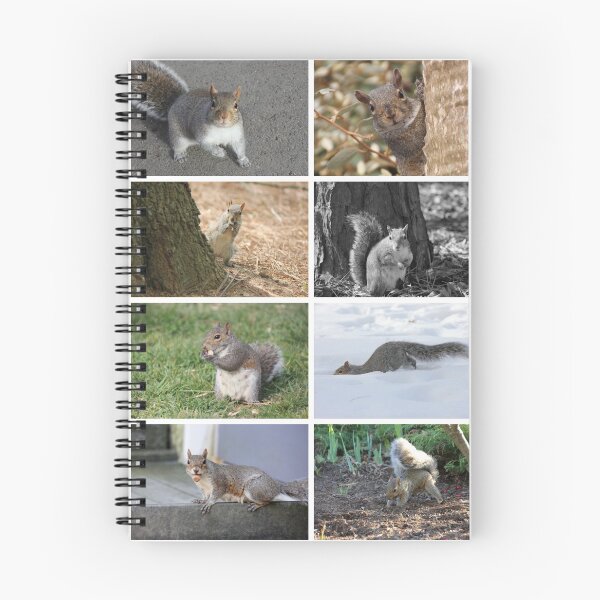Item preview, Squirrels Squirrels Squirrels designed and sold by Autumn Seas Photography.