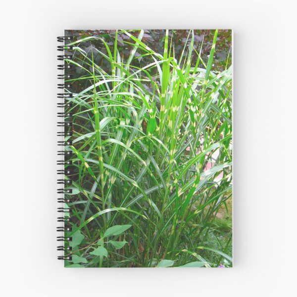 Item preview, Ornamental Grasses designed and sold by MarianBendeth.
