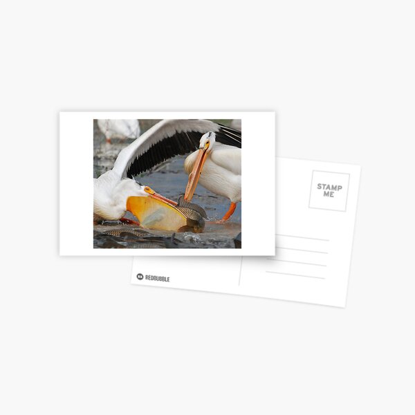 Nice One Postcard