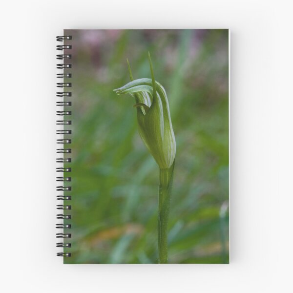 Item preview, Pterostylis foliata Slender Greenhood designed and sold by David  Piko.