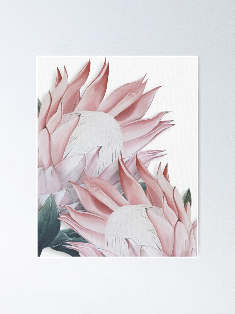 Australian Native Flower Printable Art White Protea Flower Art Print Flower Painting.