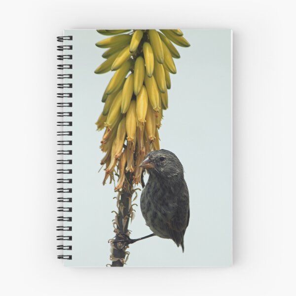 Item preview, Medium Ground Finch designed and sold by mgeritz.