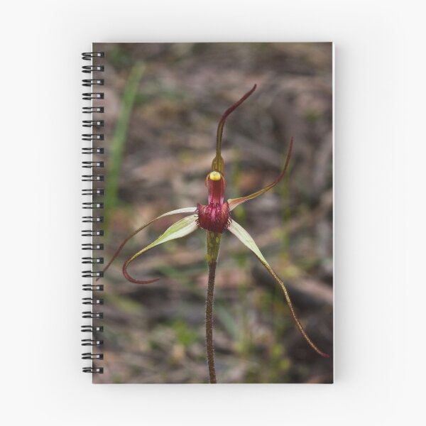 Artikelvorschau, Caladenia oenochila Wine-lipped Spider-orchid entworfen und verkauft von David  Piko.