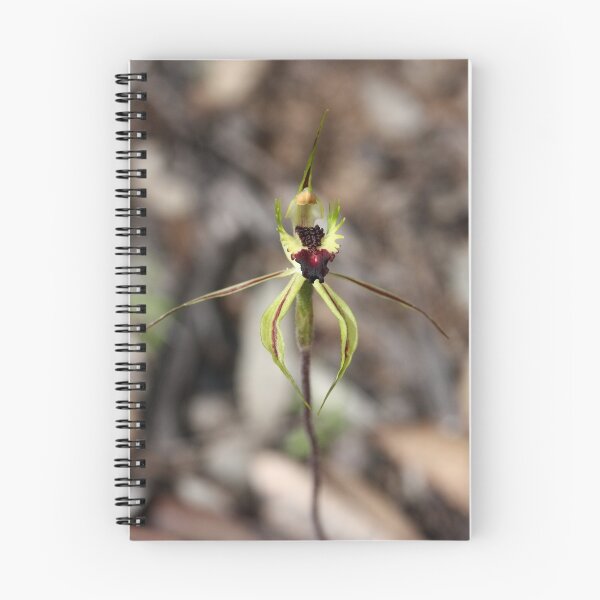 Artikelvorschau, Rigid-combed Spider Orchid entworfen und verkauft von Barb Leopold.