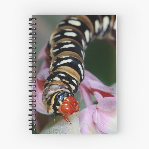 Artikelvorschau, Black banded Lily borer caterpillar entworfen und verkauft von Etwin.