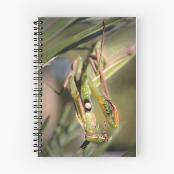 Item preview, Praying Mantis (preening) designed and sold by aaronc.